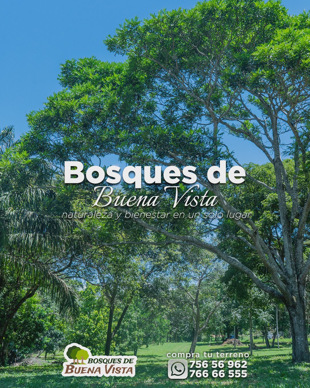 graphic design for bosques de buenavista social media